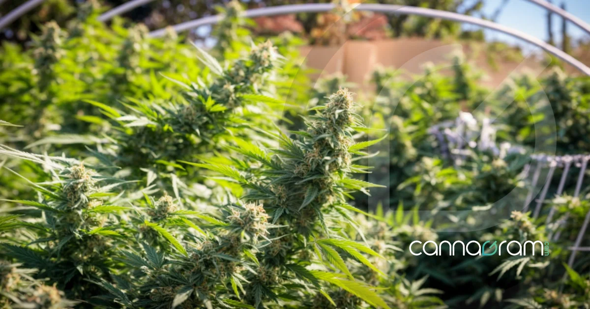 4 Benefits of Feminized and Auto-flowering Seeds- A large outdoor plantation of feminized cannabis plants in full bloom by blog sacramento's best cannabis delivery-Cannagram