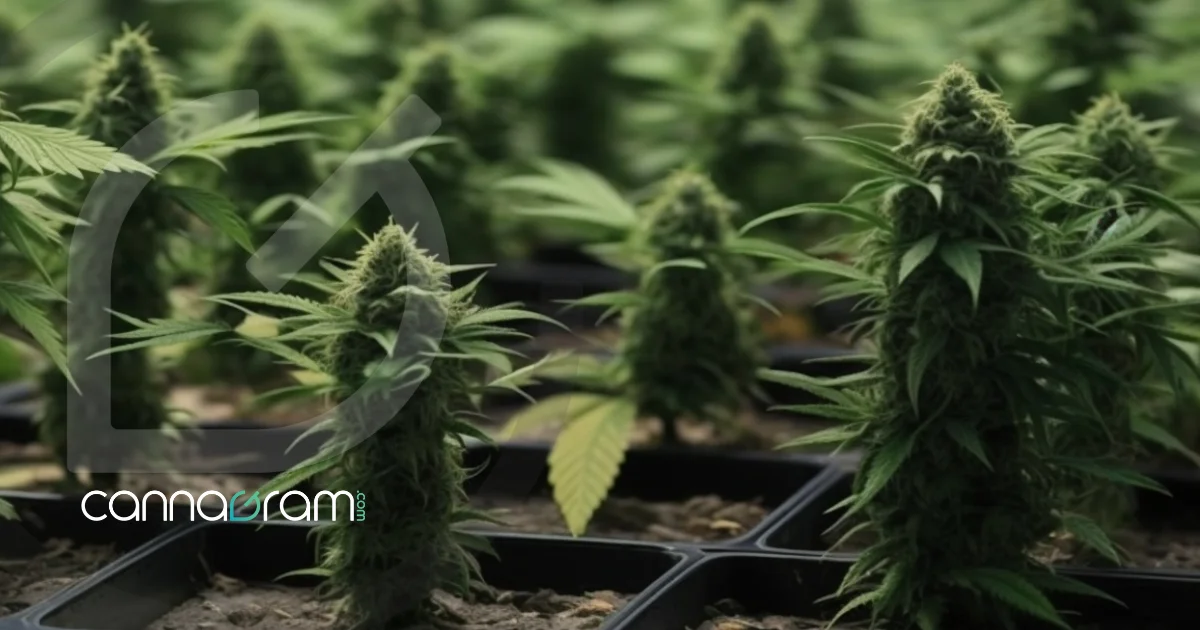 An abundant marijuana plantation, showcasing vibrant feminized and auto-flowering cannabis plants flourishing in pots. by cannagram best weed delivery