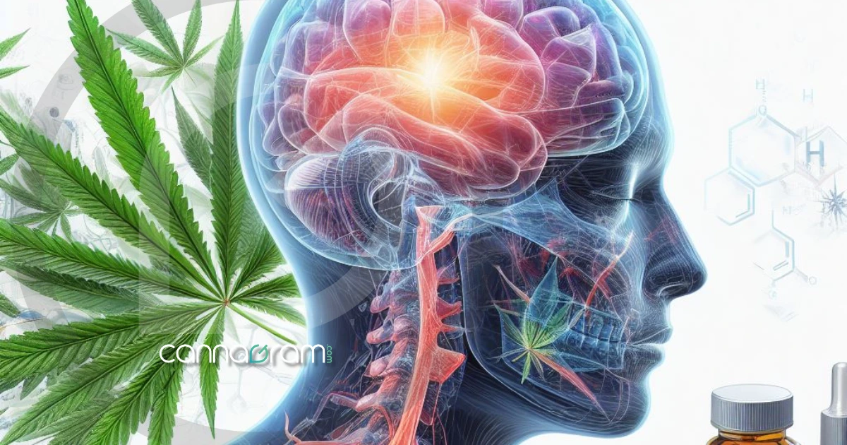 An illustrative x-ray view of a woman experiencing the positive effects of CBD treatment, provided by Cannagram - Your trusted weed delivery service in Sacramento.