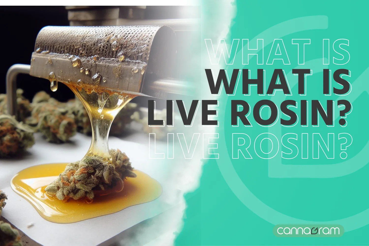 live-rosin a-Bud-Dipped-in-Cannabis-Extraction-Discover-the-Magic-Weed-Dispensary-in-Sacramento"