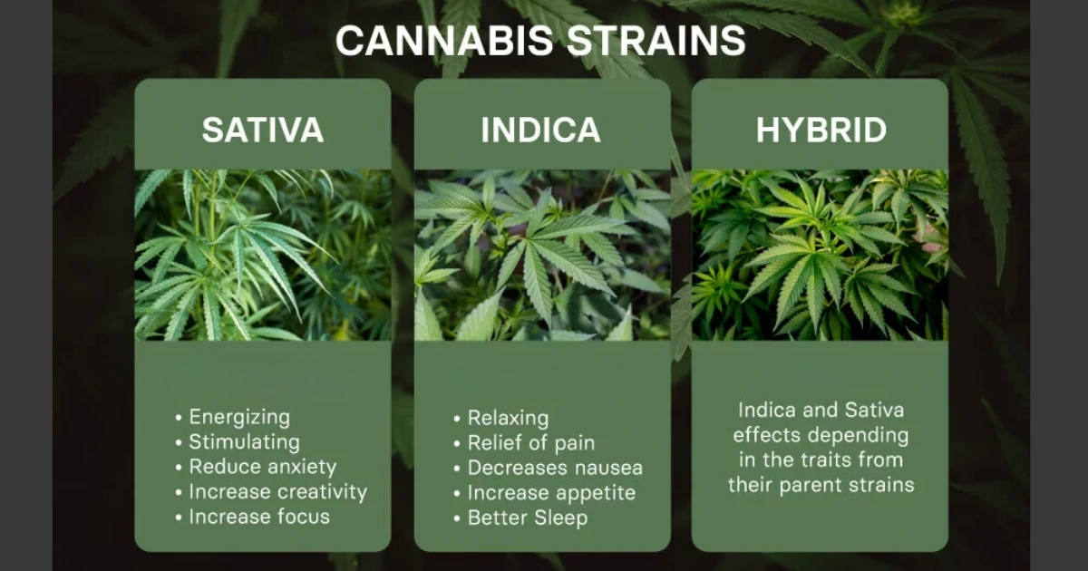 Image illustrating the comparison between Sativa, Indica, and Hybrid strains - Sacramentos Weed Delivery Cannabis Beginners Guide