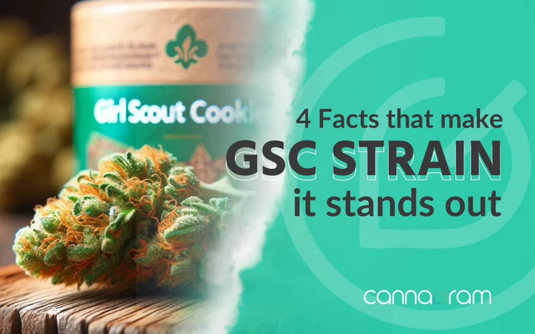 The super Girl Scout Cookies Strain: 4 Facts That Make It Stand Out