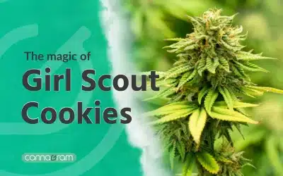 Girl Scout Cookies: The magical GSC 2024