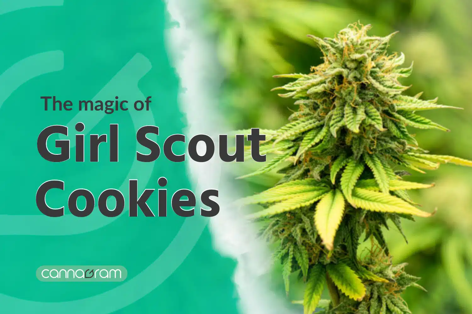 Girl scout cookies