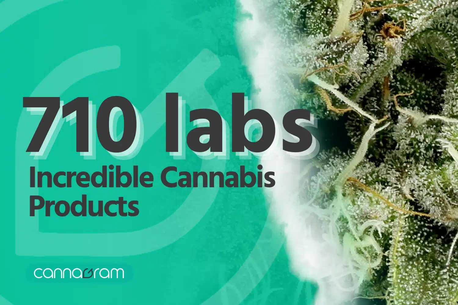 A checklist and magnifying glass with premium cannabis flower, illustrating four things to consider before buying high-quality cannabis, with Cannagram logo.