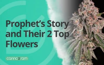 Premium Indoor Flower: Dive into Prophet’s Story and Their 2 Extraordinary Top Flowers