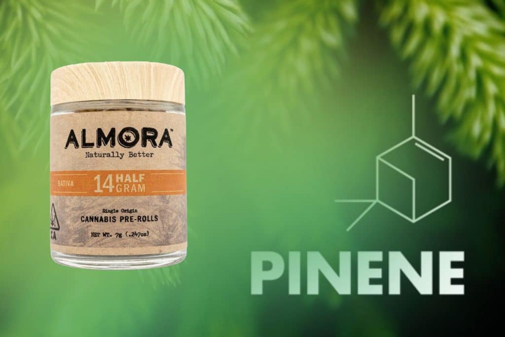 Almora Sativa Pre-Rolls with Pinene Terpene for Energy & Focus