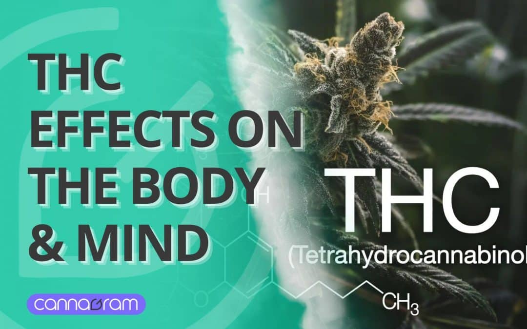 Powerful THC Effects: How it Impacts Your Body & Mind 2025