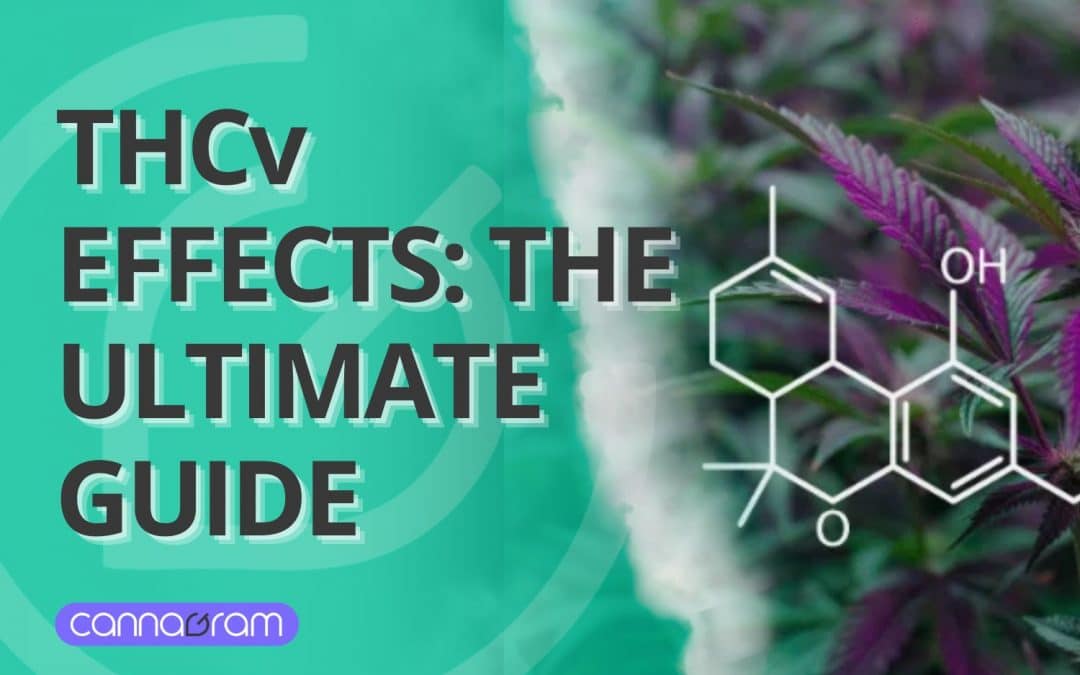 THCV Effects: The Ultimate Guide to This Powerful Cannabinoid 2025