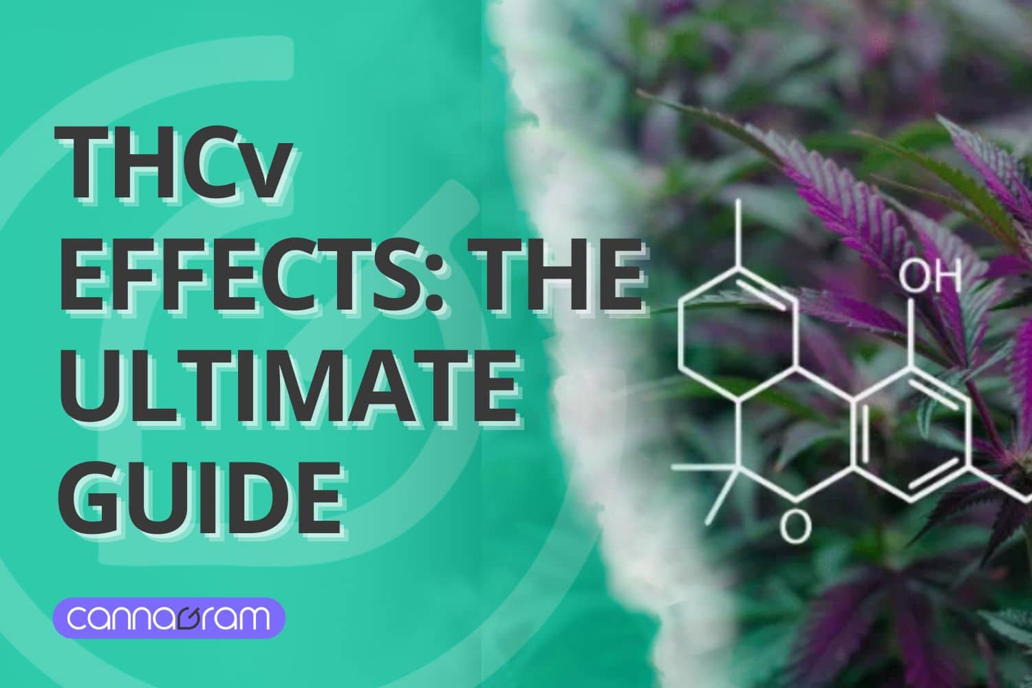 A checklist and magnifying glass with premium cannabis flower, illustrating four things to consider before buying high-quality cannabis, with Cannagram logo.