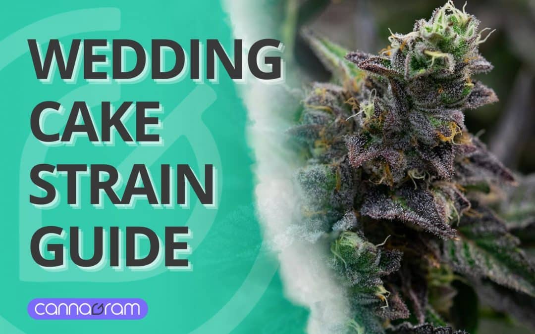 Wedding Cake Strain Ultimate Guide: Everything You Need to Know 2025