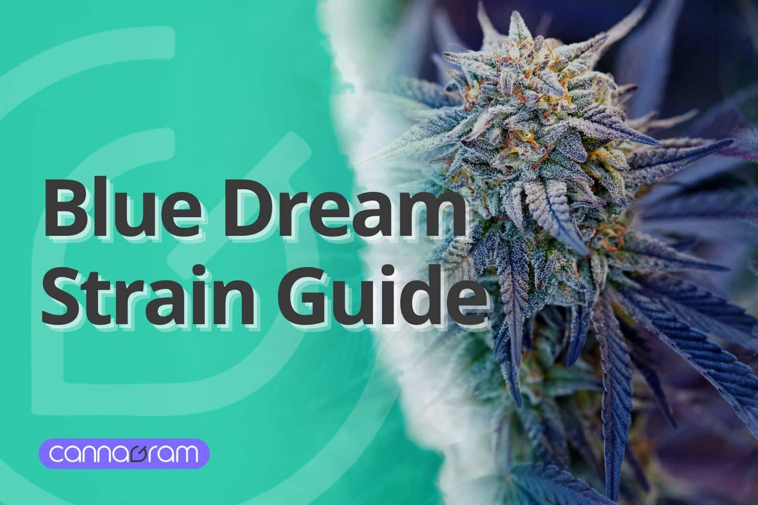 A checklist and magnifying glass with premium cannabis flower, illustrating four things to consider before buying high-quality cannabis, with Cannagram logo.