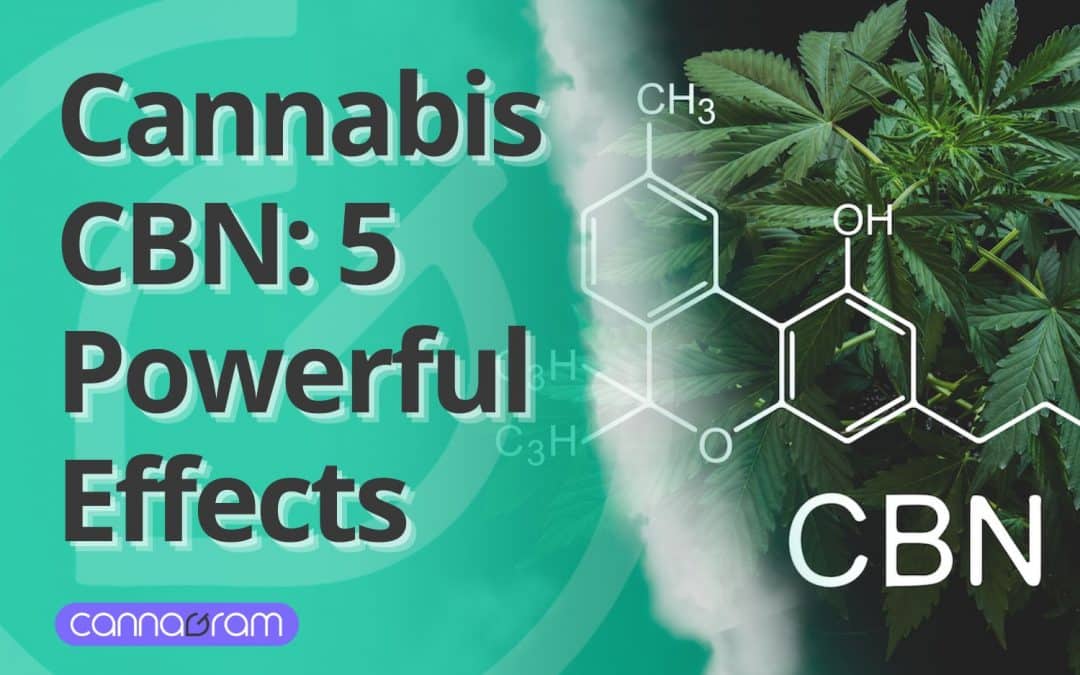 Cannabis CBN: 5 Powerful Effects You Need to Know