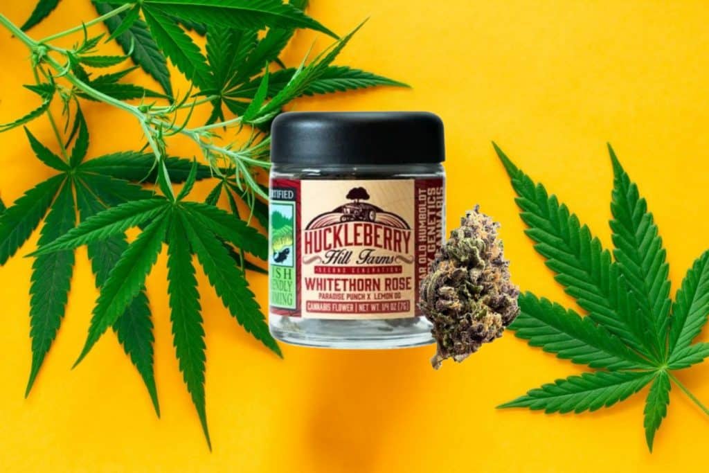 Huckleberry Hill Farms Whitethorn Rose cannabis flower jar with a dense bud, set against a vibrant yellow background with fresh cannabis leaves.