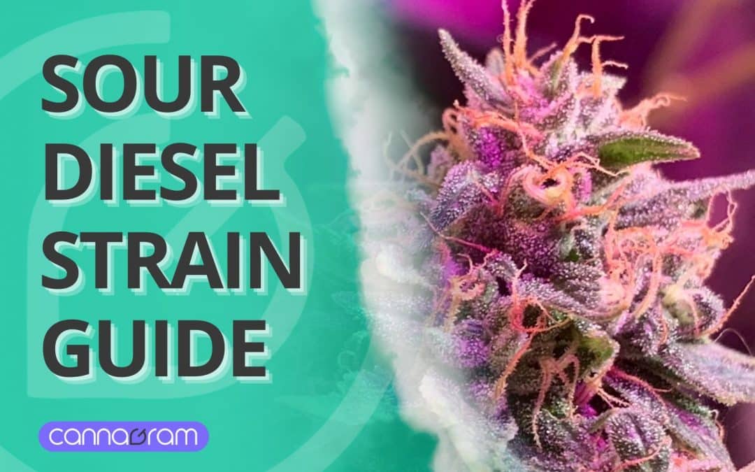 Sour Diesel Strain Explained: The Ultimate 2025 Guide