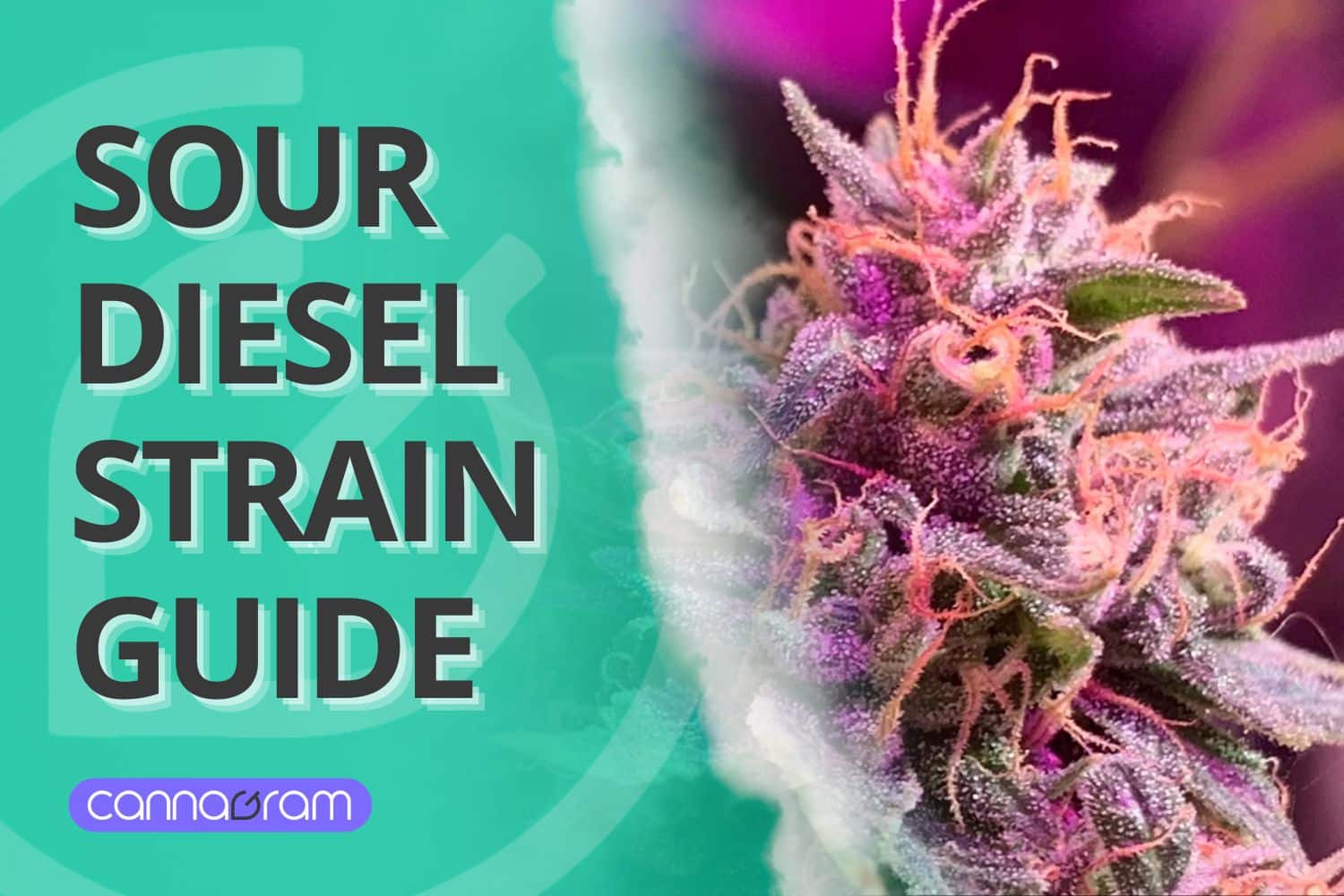 A checklist and magnifying glass with premium cannabis flower, illustrating four things to consider before buying high-quality cannabis, with Cannagram logo.