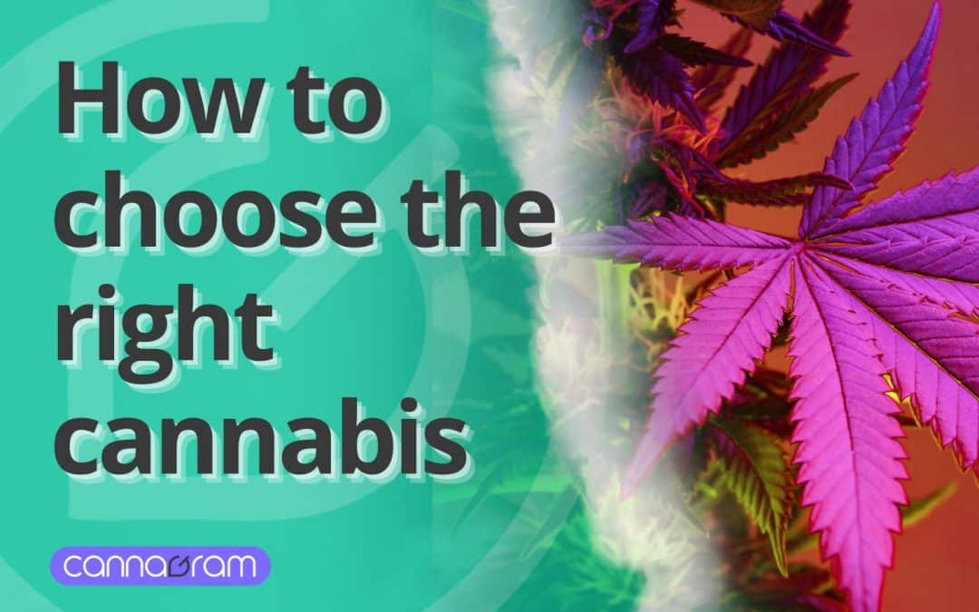 Best Weed Strain 2025: How to Choose the Right Cannabis