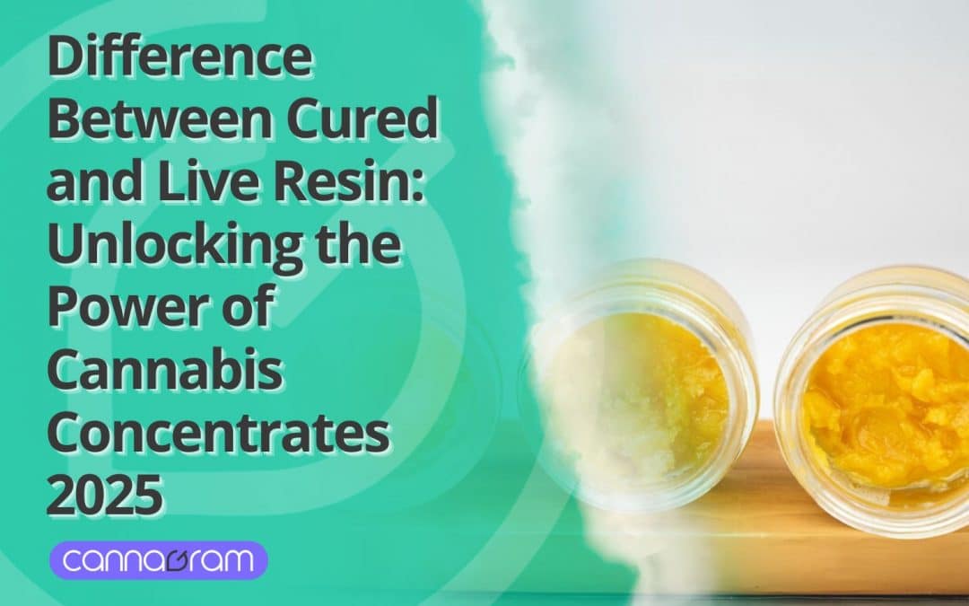 Difference Between Cured and Live Resin: Which One Delivers the Best High? 2025