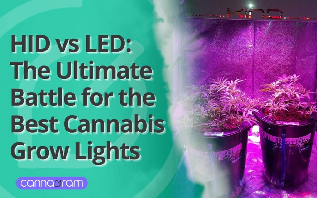 HID vs LED: The Ultimate Battle for the Best Cannabis Grow Lights 2025