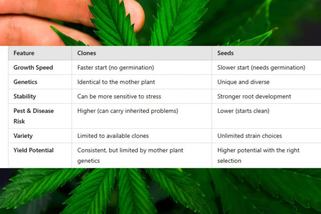 Cannabis Clones vs. Seeds: Growth Speed, Genetics, Stability, and Yield Comparison.