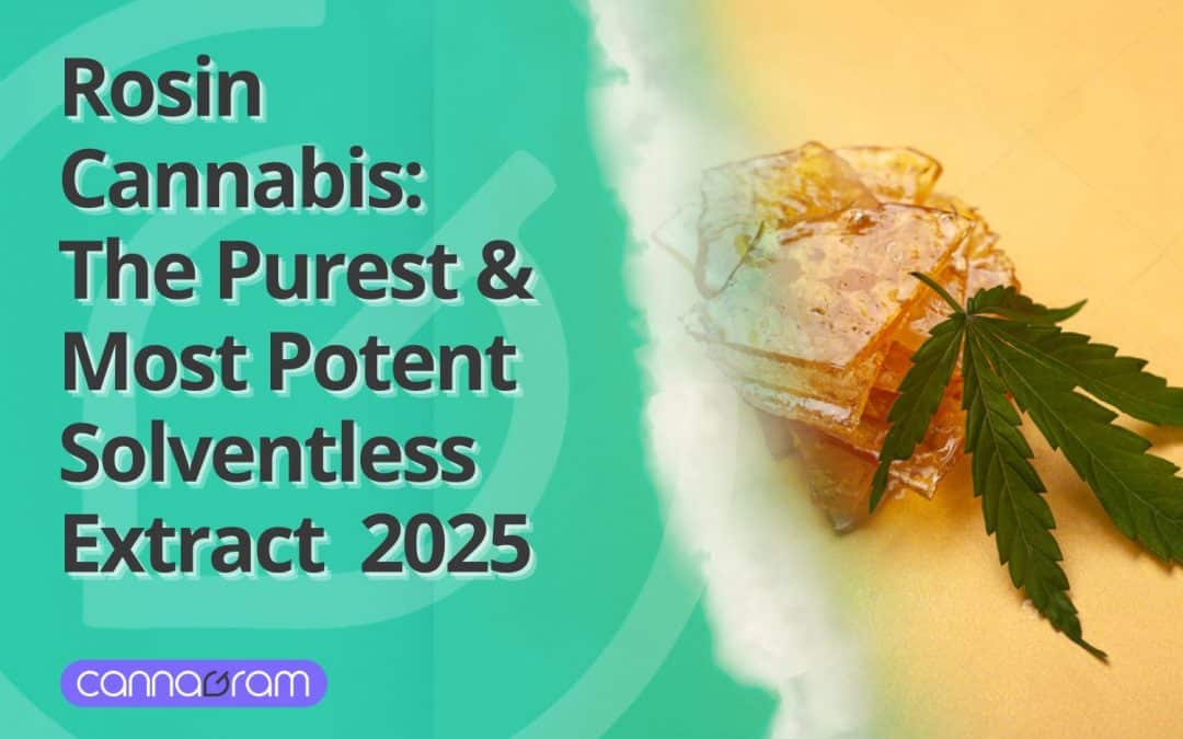 Rosin Cannabis: The Purest & Most Potent Solventless Extract  2025