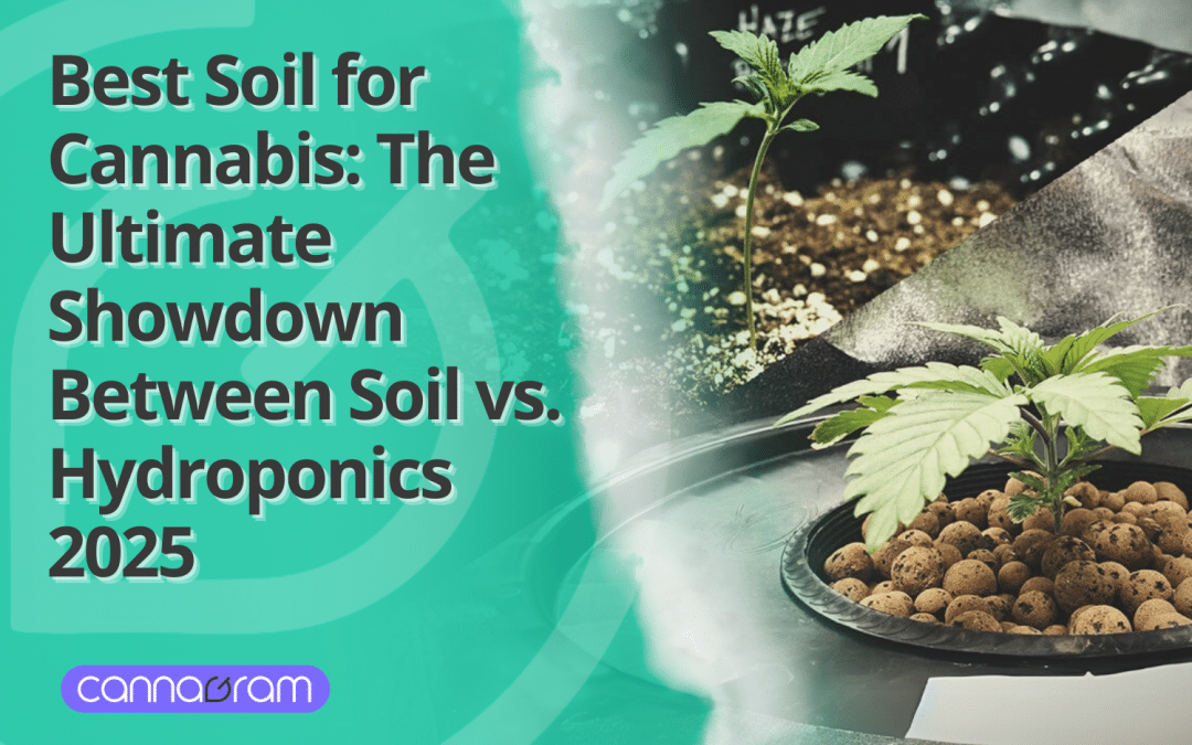 Best Soil for Cannabis: The Ultimate Showdown Between Soil vs. Hydroponics 2025