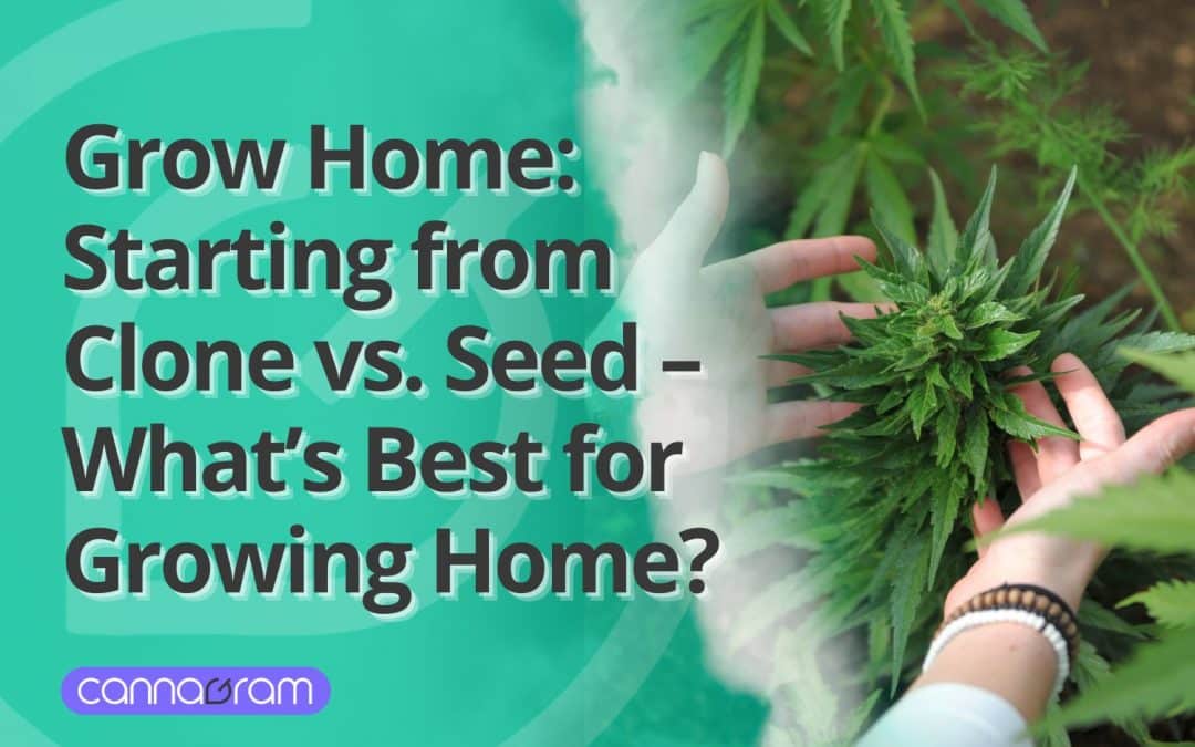 Grow Home: Clones vs. Seeds – What’s Best for Growing Home in 2025?